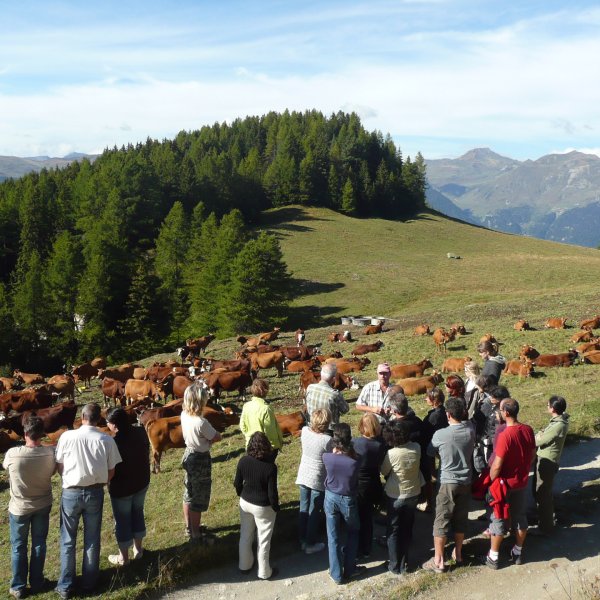 Rencontre avec un éleveur bovin
